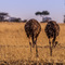 Tarangire NP